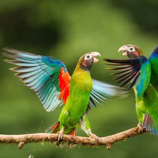 Desktop nature birds HD wallpaper