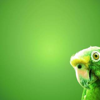 Desktop nature birds HD wallpaper