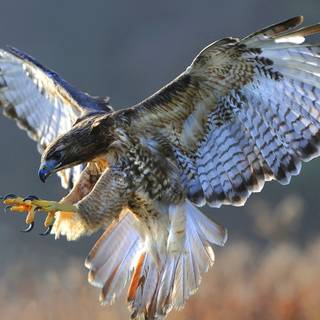 Desktop nature birds HD wallpaper