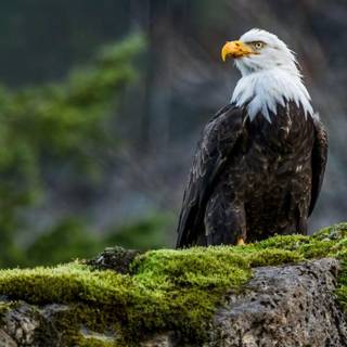 Desktop nature birds HD wallpaper