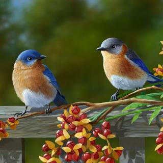 Desktop nature birds HD wallpaper