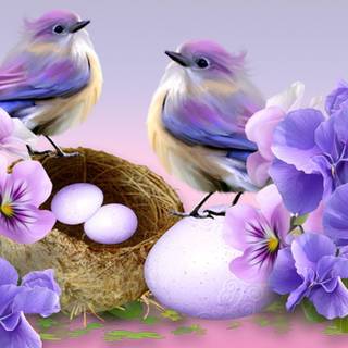 Desktop nature birds HD wallpaper