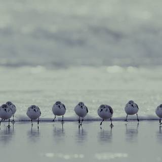 Desktop nature birds HD wallpaper