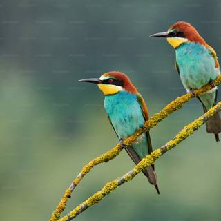 Desktop nature birds HD wallpaper