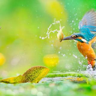 Desktop nature birds HD wallpaper