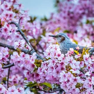 Desktop nature birds HD wallpaper