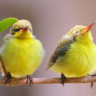 Desktop nature birds HD wallpaper