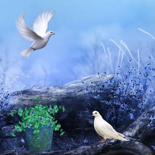 Desktop nature birds HD wallpaper