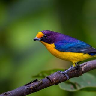 Desktop nature birds HD wallpaper