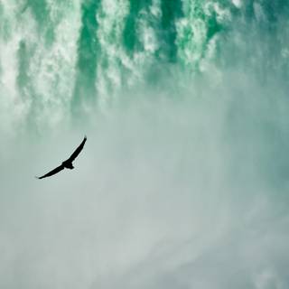 Desktop nature birds HD wallpaper