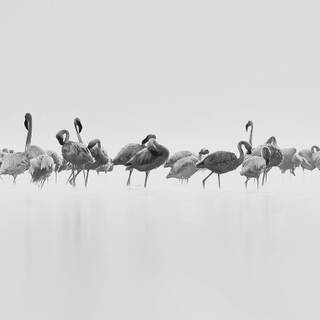 Desktop nature birds HD wallpaper