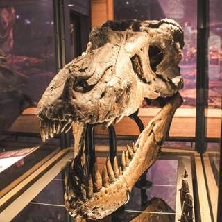 Skeletons 4k wallpaper