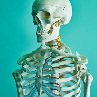 Skeletons 4k wallpaper