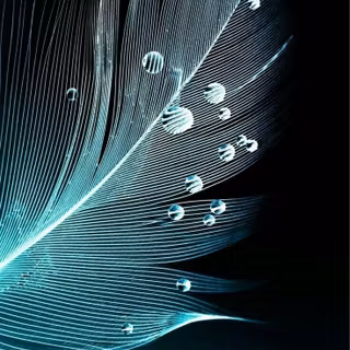 Feather iPhone wallpaper
