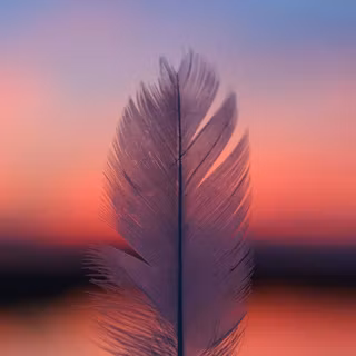 Feather iPhone wallpaper