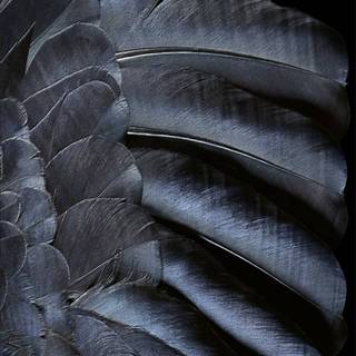 Feather iPhone wallpaper