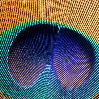 Feather iPhone wallpaper