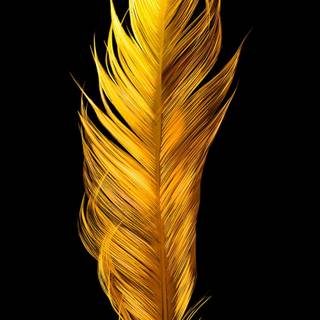 Feather iPhone wallpaper