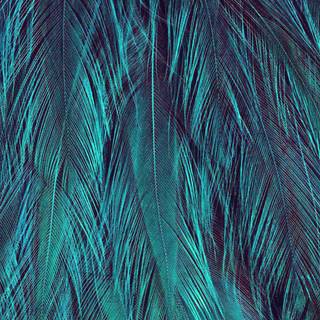 Feather iPhone wallpaper