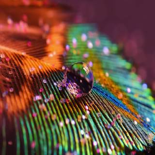 Feather iPhone wallpaper