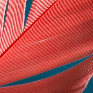 Feather iPhone wallpaper