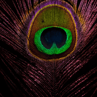 Feather iPhone wallpaper