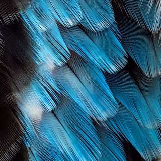 Feather iPhone wallpaper
