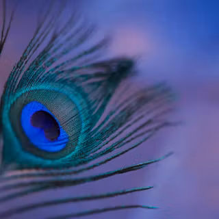 Peacock wing wallpaper