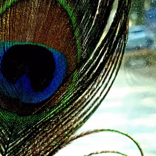 Feather iPhone wallpaper