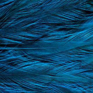 Feather iPhone wallpaper