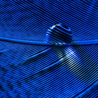 Feather iPhone wallpaper