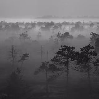 Nature dark iPhone wallpaper