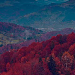 Nature dark iPhone wallpaper