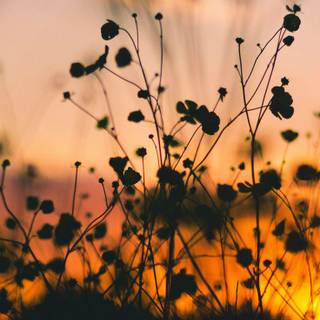 Nature dark iPhone wallpaper