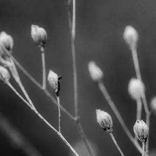 Nature dark iPhone wallpaper