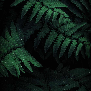 Nature dark iPhone wallpaper