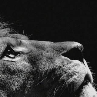 Nature dark iPhone wallpaper