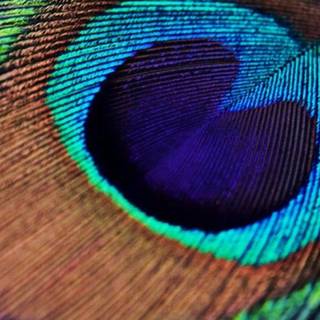 Feather iPhone wallpaper