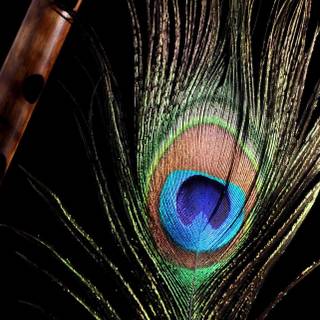 Feather iPhone wallpaper