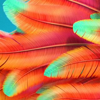 Feather iPhone wallpaper