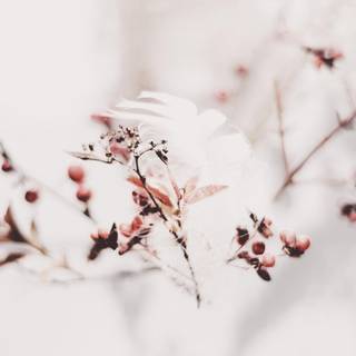 Feather iPhone wallpaper