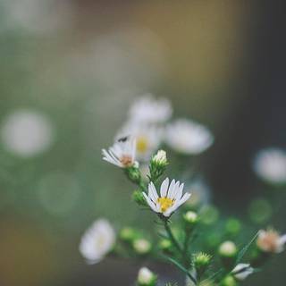 Nature dark iPhone wallpaper