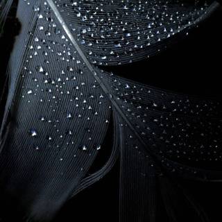 Feather iPhone wallpaper