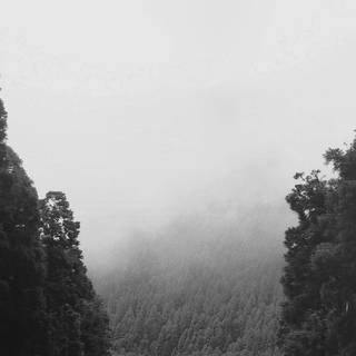 Nature dark iPhone wallpaper