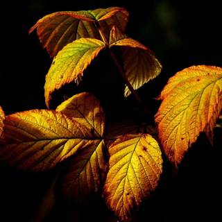 Nature dark iPhone wallpaper