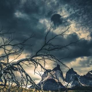 Nature dark iPhone wallpaper