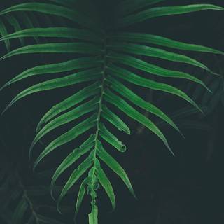 Nature dark iPhone wallpaper