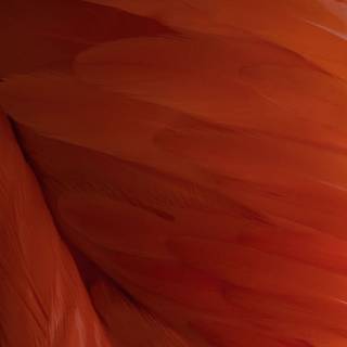 Feather iPhone wallpaper