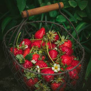 Strawberry 4k iPhone wallpaper