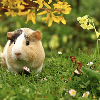 Guinea pig wallpaper